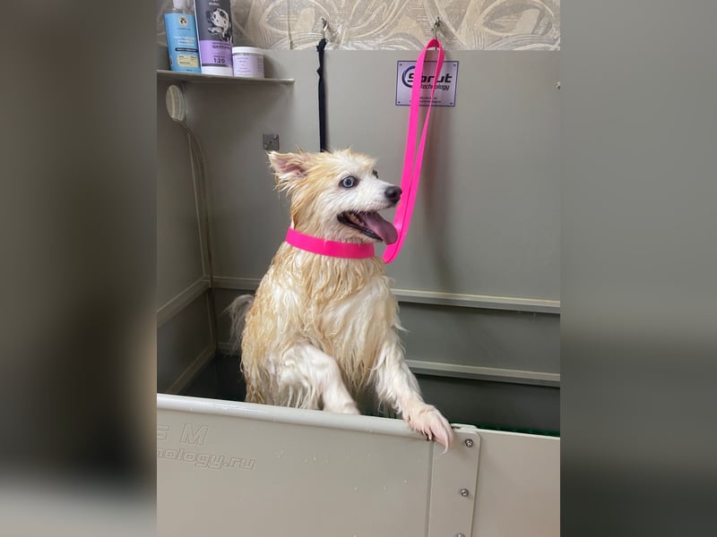 Freundlicher, menschenbezogener Rüde „Bundy ❤️“ aus dem Tierschutz