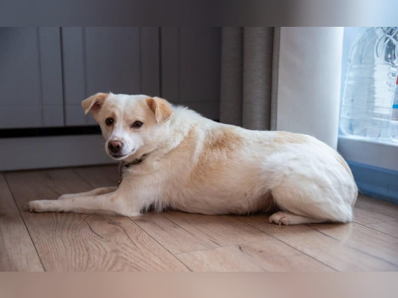 Freundliche kleine Hündin Goga ❤️ sucht ein Zuhause
