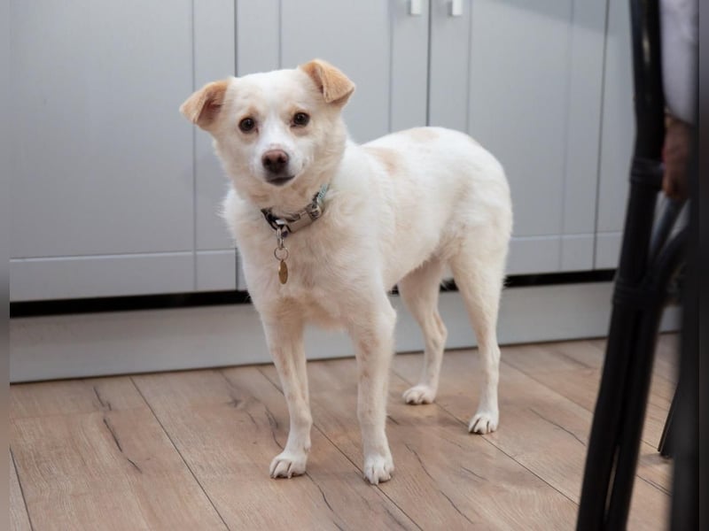 Freundliche kleine Hündin Goga ❤️ sucht ein Zuhause