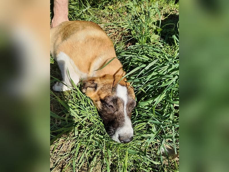 Wunderschöne Rania❤️sucht Zuhause bei liebevoller Familie