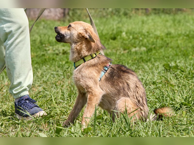 Zaria ❤️ kleine, freundliche Hündin sucht ihr Zuhause