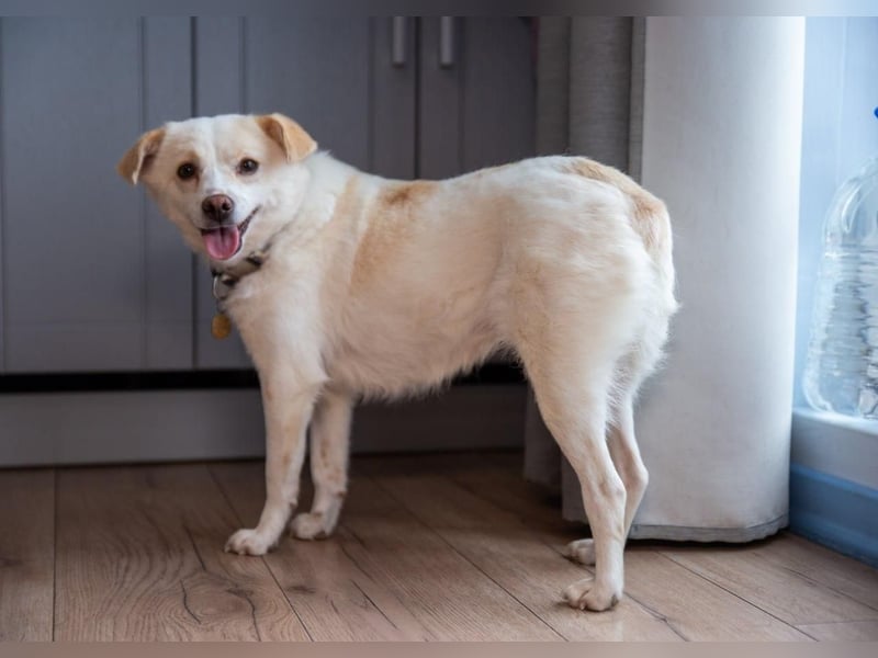 Freundliche kleine Hündin Goga ❤️ sucht ein Zuhause