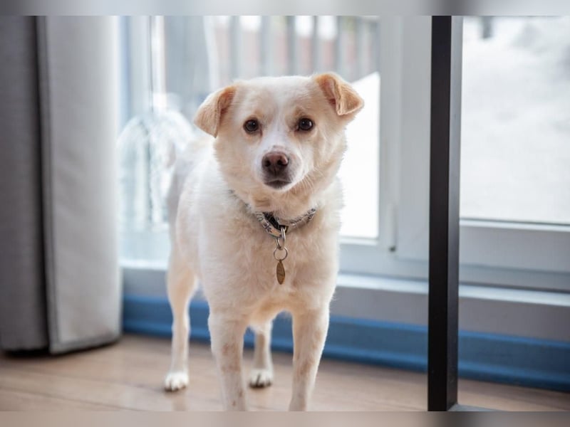 Freundliche kleine Hündin Goga ❤️ sucht ein Zuhause