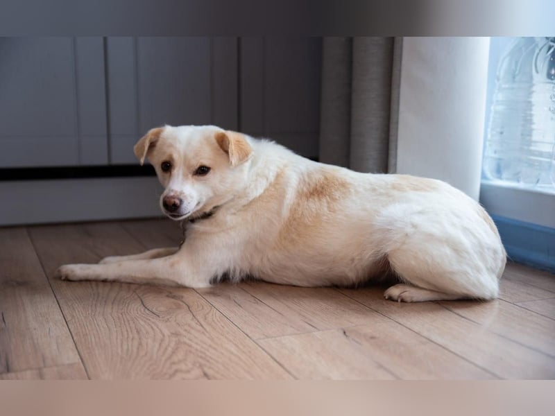 Freundliche kleine Hündin Goga ❤️ sucht ein Zuhause