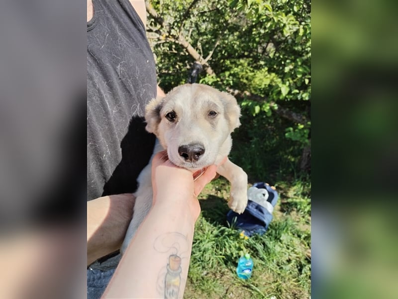 Niedliche Welpenmaus Rina❤️sucht Menschen mit Fingerspitzengefühl