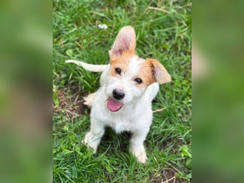 Fröhliches Hundekind Pepa - herzlos ausgesetzt