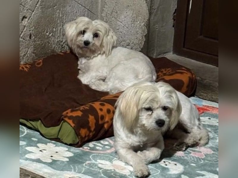Kim & Klaus - Malteser-Mix-Pärchen - sucht gemeinsames Zuhause