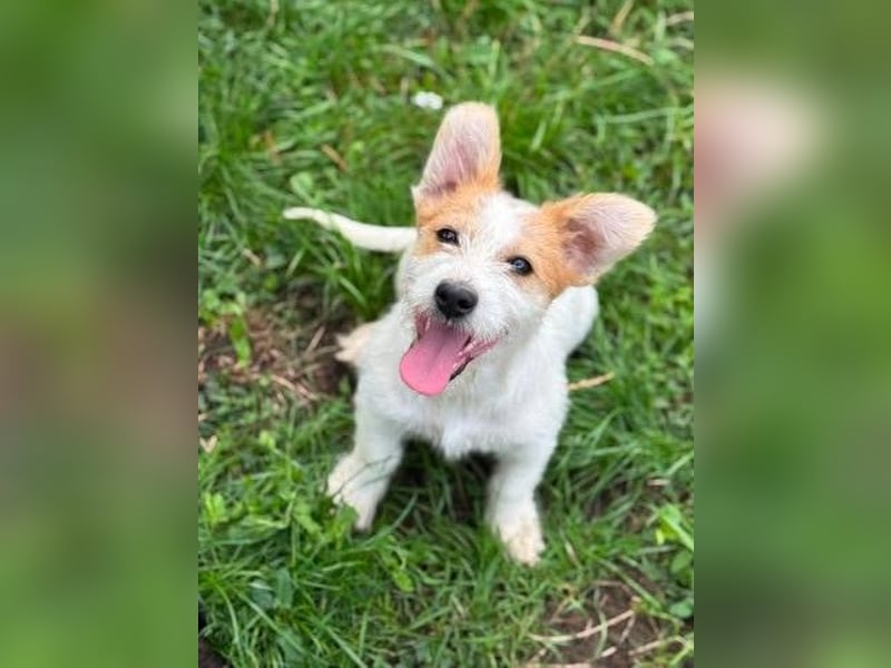 Fröhliches Hundekind Pepa - herzlos ausgesetzt