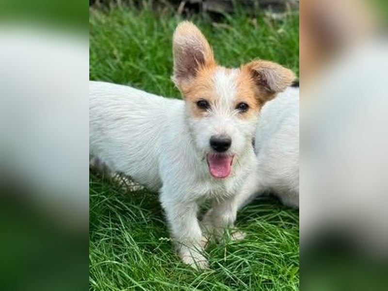 Fröhliches Hundekind Pepa - herzlos ausgesetzt