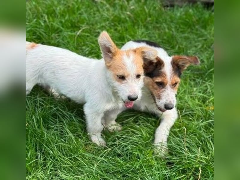 Fröhliches Hundekind Pepa - herzlos ausgesetzt