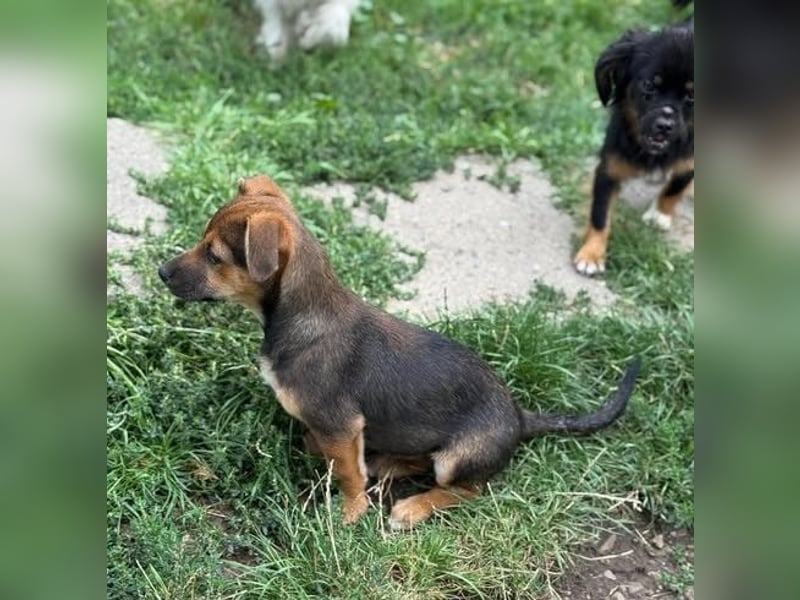 Fröhliches Hundekind Jessie - wurde einfach ausgesetzt
