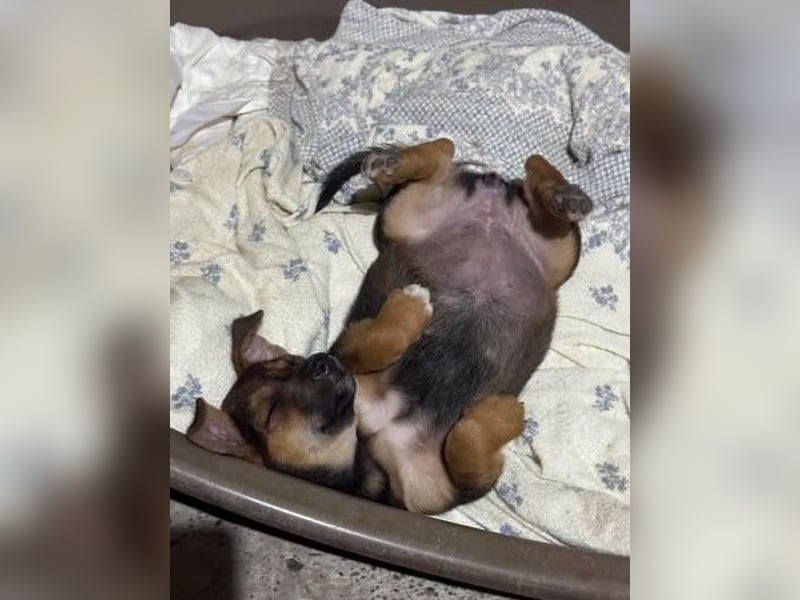 Fröhliches Hundekind Jessie - wurde einfach ausgesetzt