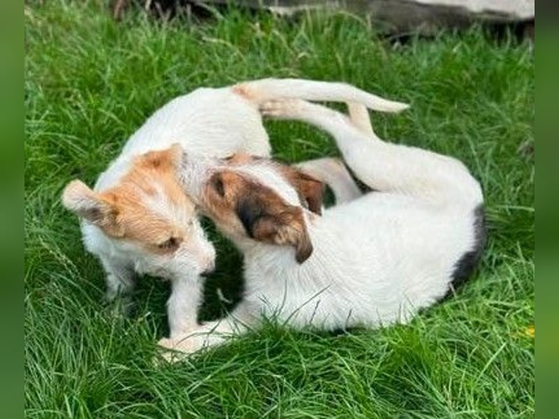 Fröhliches Hundekind Pepa - herzlos ausgesetzt