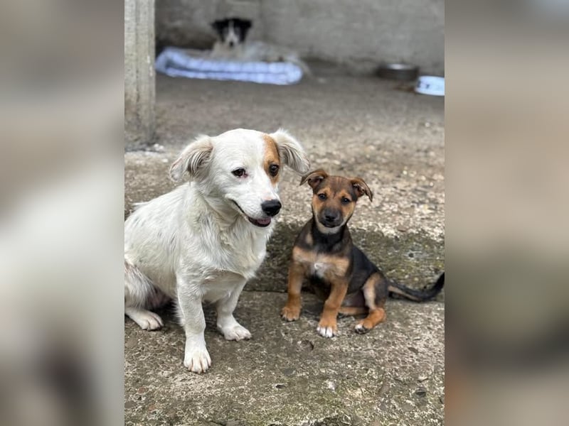 Fröhliches Hundekind Jessie - wurde einfach ausgesetzt