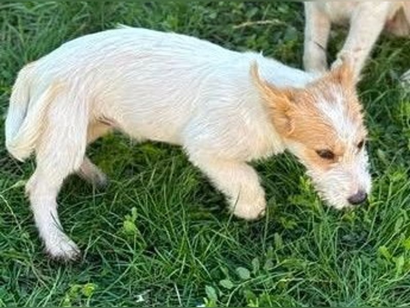 Fröhliches Hundekind Pepa - herzlos ausgesetzt