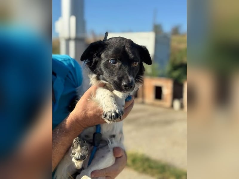 Schüchterne kleine Bibi - auf der Suche nach Geborgenheit