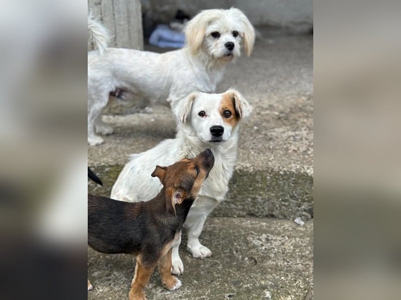 Fröhliches Hundekind Jessie - wurde einfach ausgesetzt