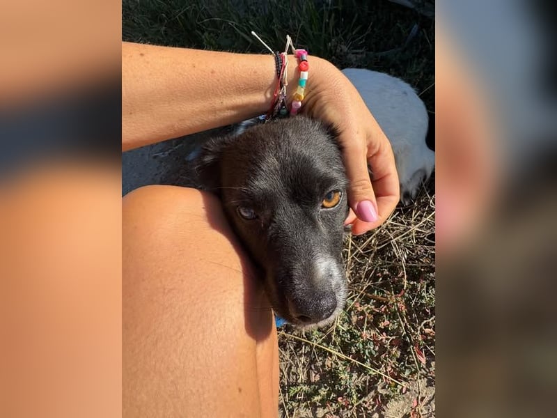 Schüchterne kleine Bibi - auf der Suche nach Geborgenheit