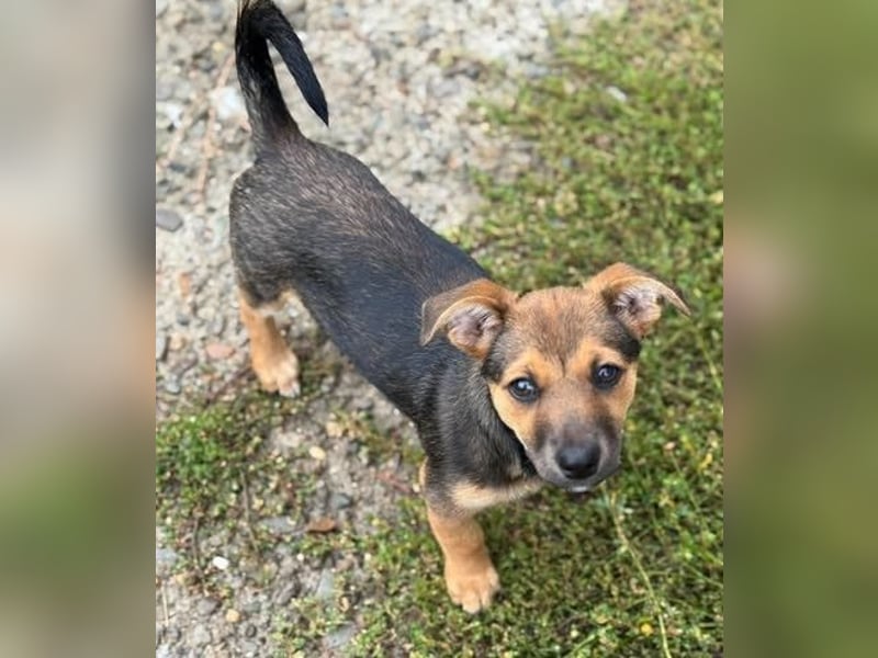 Fröhliches Hundekind Jessie - wurde einfach ausgesetzt