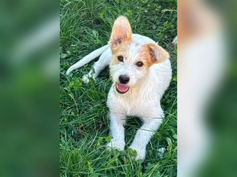 Fröhliches Hundekind Pepa - herzlos ausgesetzt
