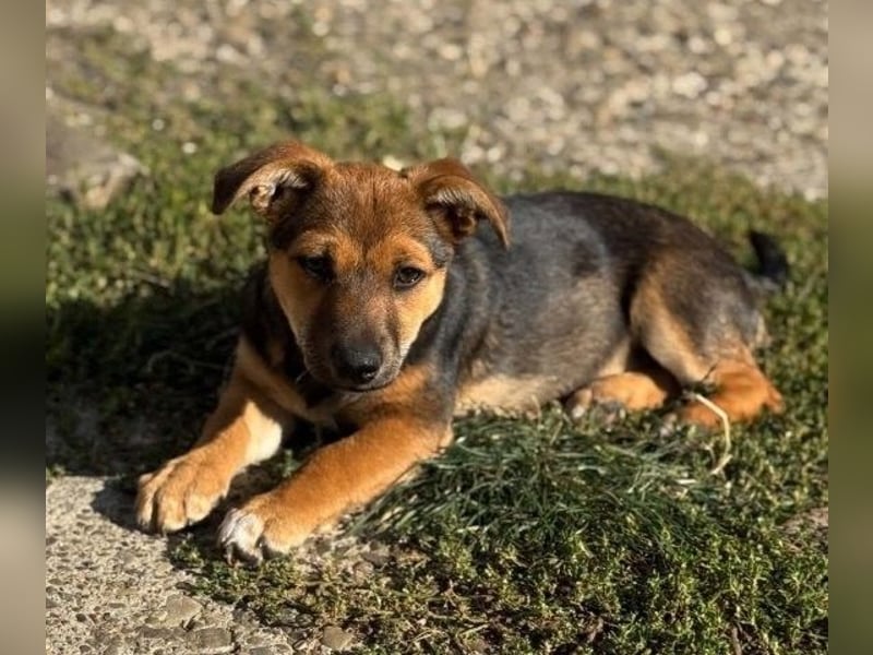 Fröhliches Hundekind Jessie - wurde einfach ausgesetzt