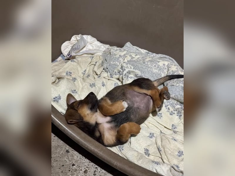 Fröhliches Hundekind Jessie - wurde einfach ausgesetzt