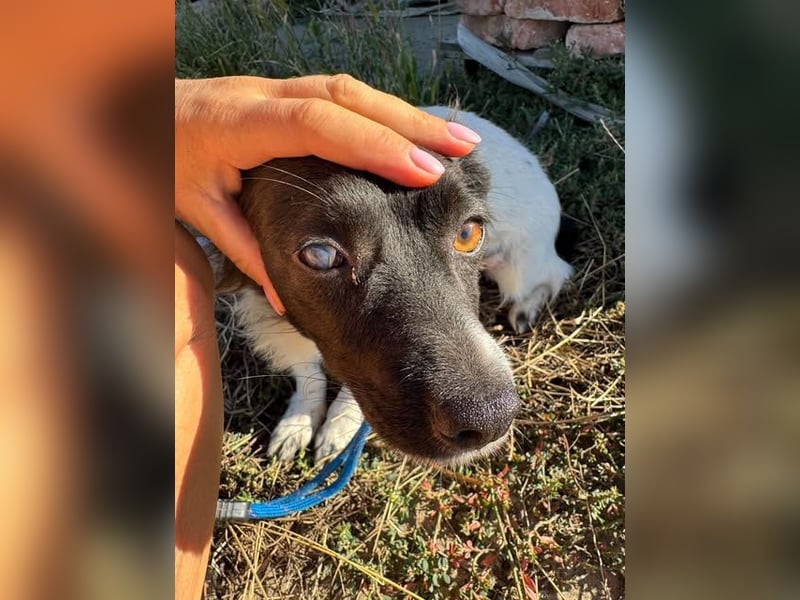 Schüchterne kleine Bibi - auf der Suche nach Geborgenheit