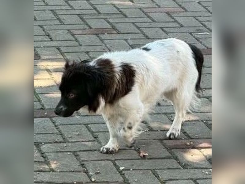 Schüchterne kleine Bibi - auf der Suche nach Geborgenheit
