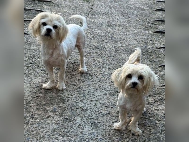 Kim & Klaus - Malteser-Mix-Pärchen - sucht gemeinsames Zuhause