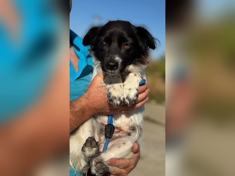 Schüchterne kleine Bibi - auf der Suche nach Geborgenheit