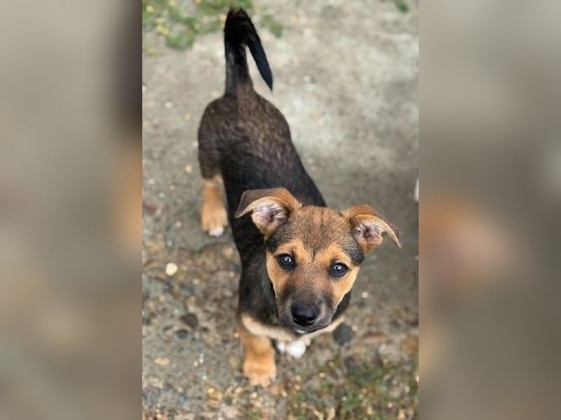 Fröhliches Hundekind Jessie - wurde einfach ausgesetzt