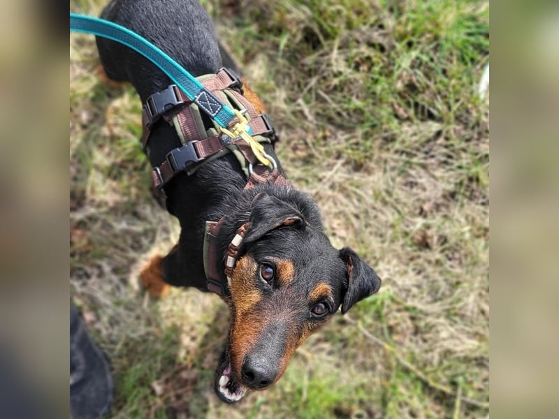 Terrier-Mix Vasko sucht Zuhause❤️