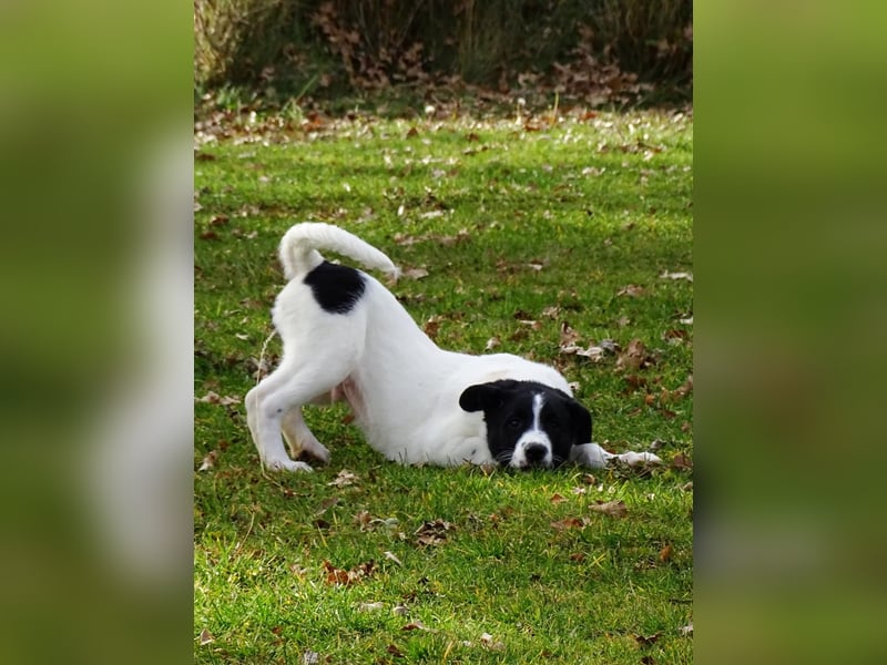Welpe KUMIN sucht Für-Immer-Körbchen ❤️