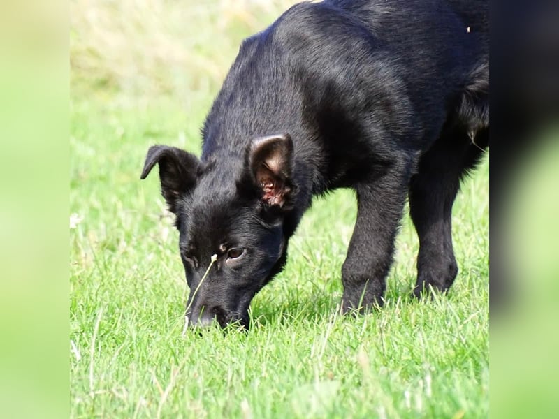 Aufgeschlossener ECHO sucht sein Zuhause ❤️