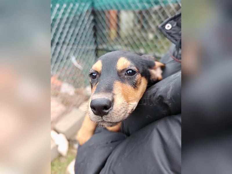 Welpi MOLLI sucht ihre Familie ❤️