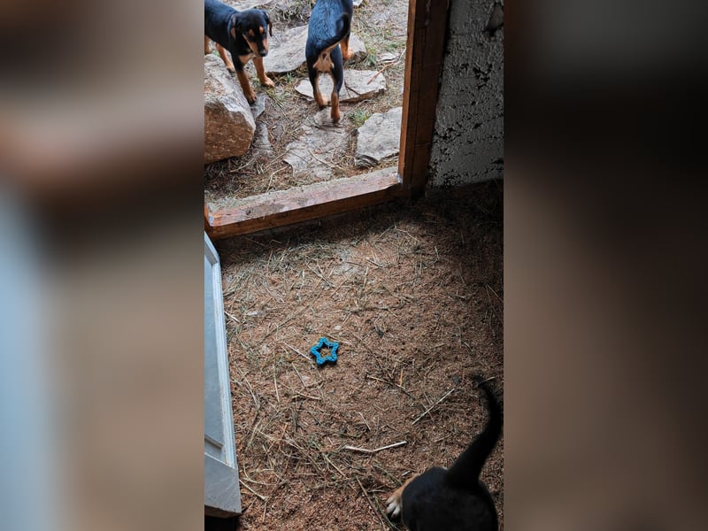 Welpi MOLLI sucht ihre Familie ❤️