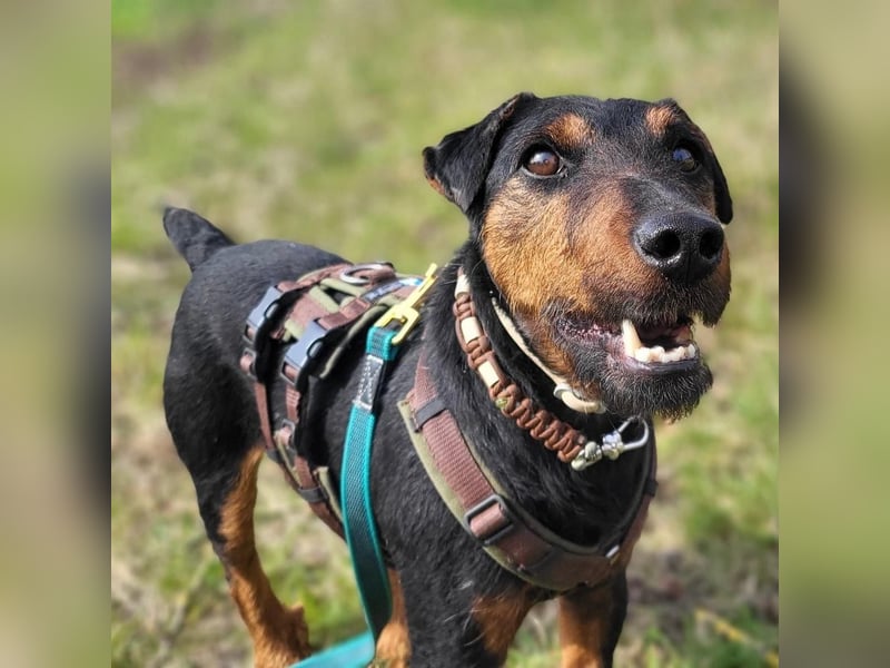 Terrier-Mix Vasko sucht Zuhause❤️