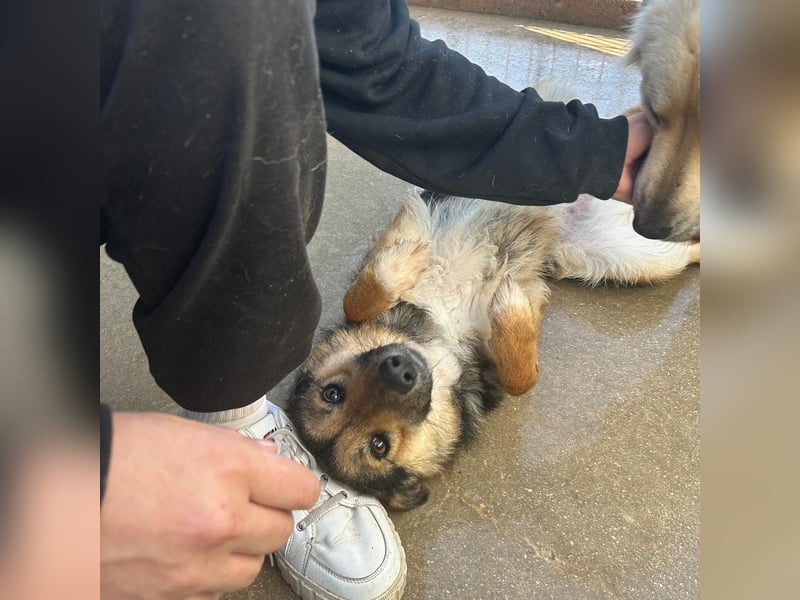 Lebensfrohe SOL sucht Für-Immer-Körbchen ❤️