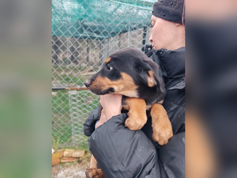 Süßmaus MAGGY sucht ihr forever Home❤️