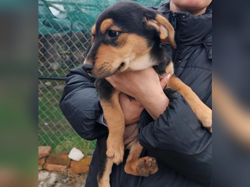 Welpenmädchen MIA sucht ihre Familie ❤️