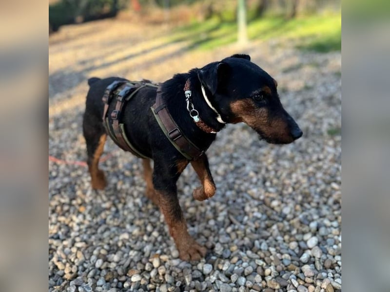 Terrier-Mix Vasko sucht Zuhause❤️