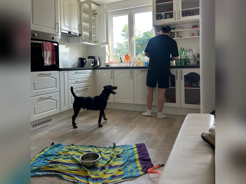 Sully sucht sein Forever Home ❤️