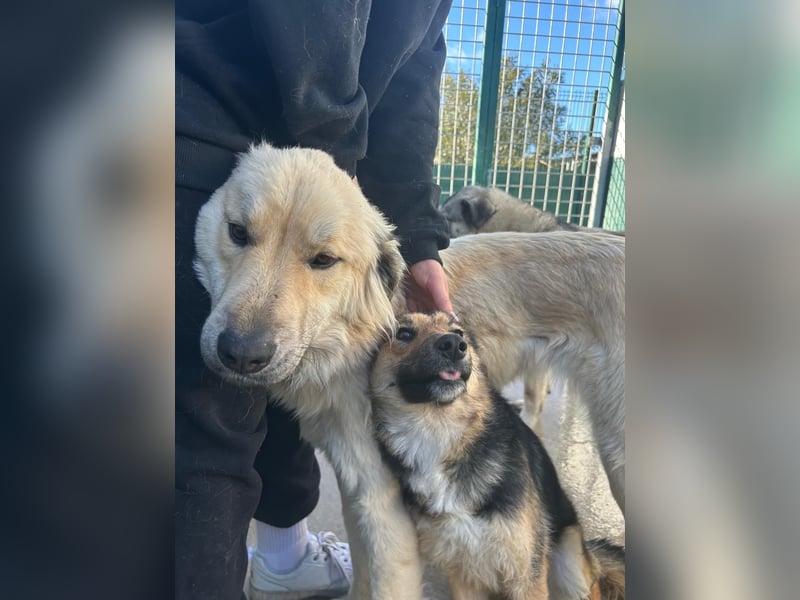 Lebensfrohe SOL sucht Für-Immer-Körbchen ❤️