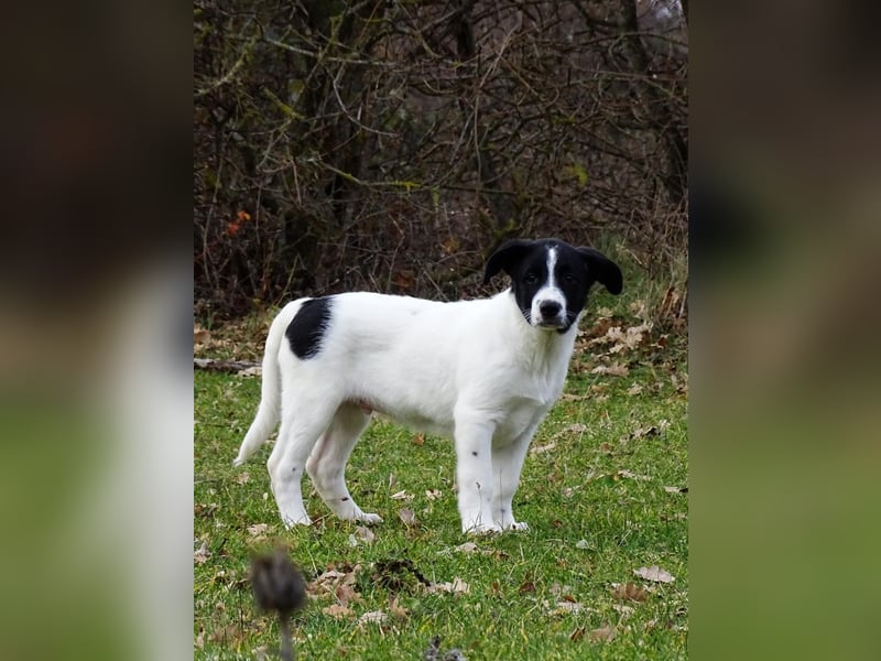 Welpe KUMIN sucht Für-Immer-Körbchen ❤️