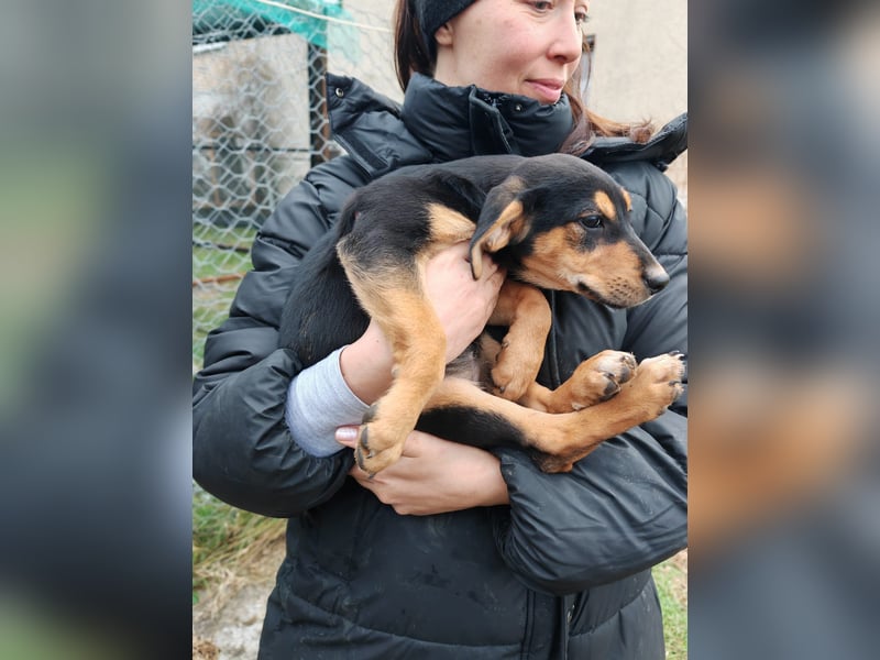 Welpi MOLLI sucht ihre Familie ❤️