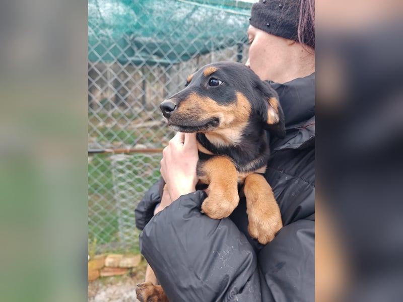 Süßmaus MAGGY sucht ihr forever Home❤️