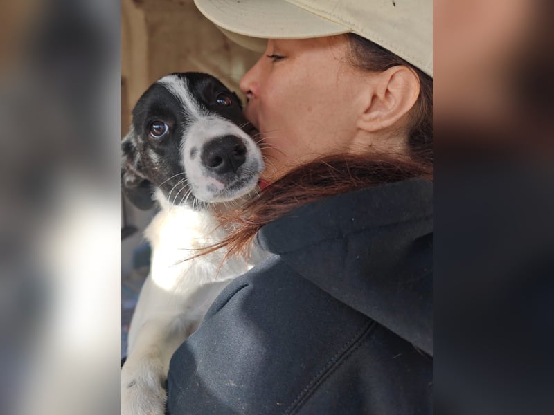 Welpe KUMIN sucht Für-Immer-Körbchen ❤️