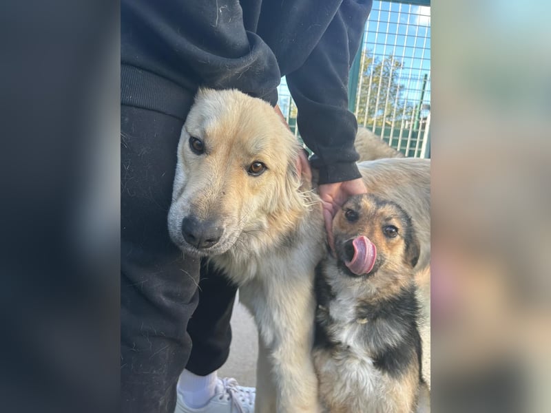 Lebensfrohe SOL sucht Für-Immer-Körbchen ❤️