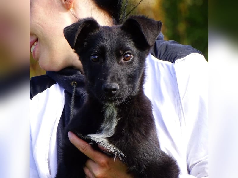 Aufgeschlossener ECHO sucht sein Zuhause ❤️