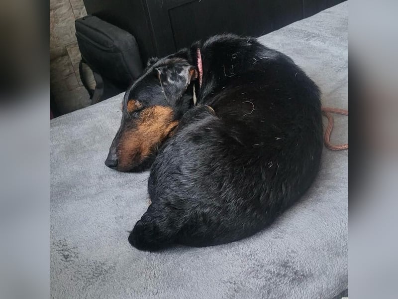 Terrier-Mix Vasko sucht Zuhause❤️